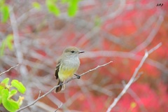 Myiarchus magnirostris