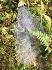 Frontinella pyramitela