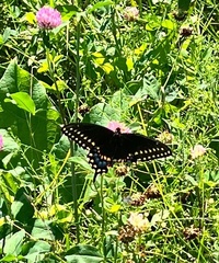 Papilio polyxenes asterius