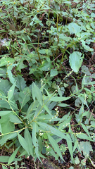 Persicaria punctata