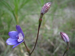 Elythranthera brunonis