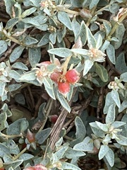 Atriplex semibaccata