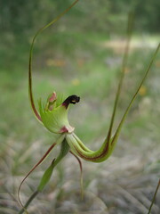 Caladenia attingens