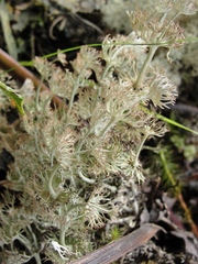 Cladonia