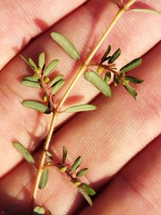 Euphorbia maculata