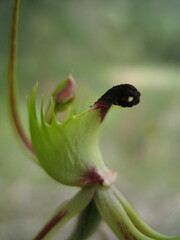Caladenia attingens