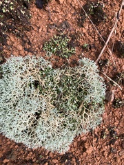 Cladoniaceae