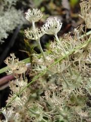 Cladonia