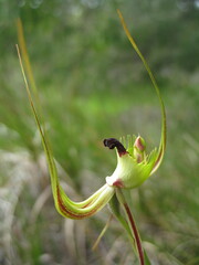 Caladenia attingens