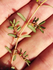 Euphorbia maculata