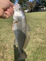 Sciaenops ocellatus