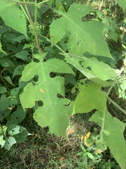 Polymnia canadensis