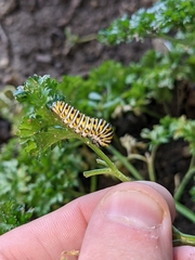 Papilio polyxenes asterius
