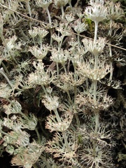 Cladonia