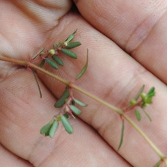 Euphorbia maculata