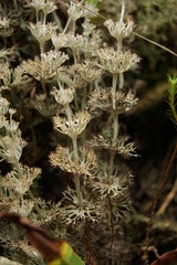 Cladonia