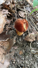 Boletus subvelutipes