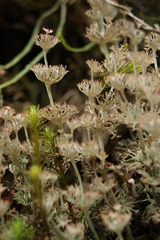 Cladonia