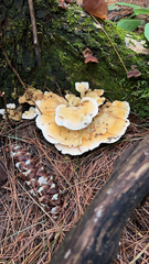Laetiporus cincinnatus