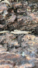 Polydesmus