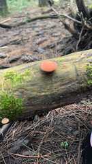 Rhodotus palmatus