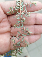 Euphorbia maculata