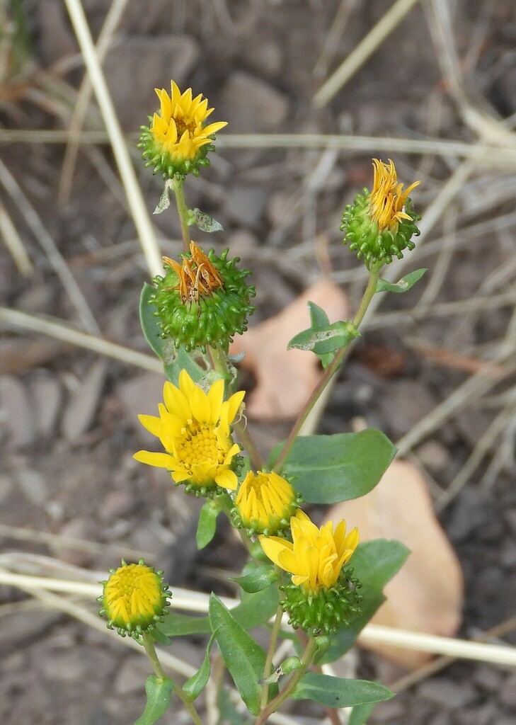 Curlycup Gumweed from Bannock County, ID, USA on September 07, 2022 at ...