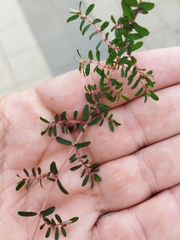 Euphorbia maculata