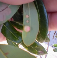 Belonocnema treatae