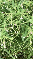 Epilobium coloratum