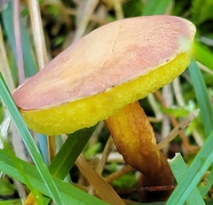 Xerocomellus chrysenteron