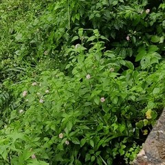 Lantana montevidensis