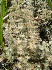 Cladonia