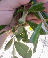Belonocnema treatae