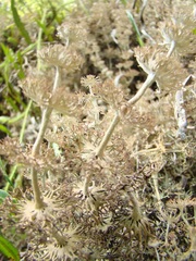 Cladonia