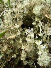Cladonia