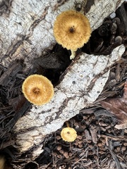Lentinus tigrinus