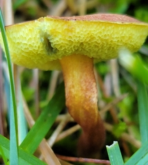 Xerocomellus chrysenteron