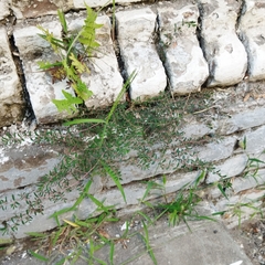 Euphorbia maculata