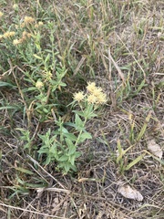 Brickellia eupatorioides
