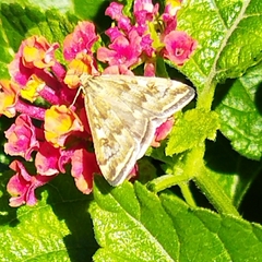 Loxostege sticticalis
