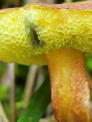 Xerocomellus chrysenteron