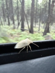 Chlorochroa uhleri