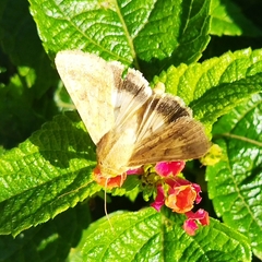 Helicoverpa armigera