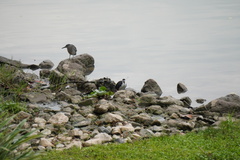 Amaurornis phoenicurus