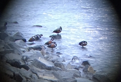 Histrionicus histrionicus