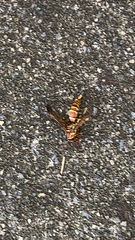 Polistes exclamans