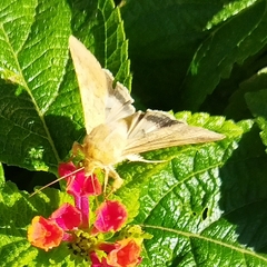Helicoverpa armigera