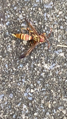 Polistes exclamans