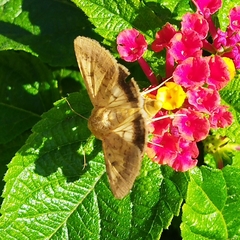 Helicoverpa armigera